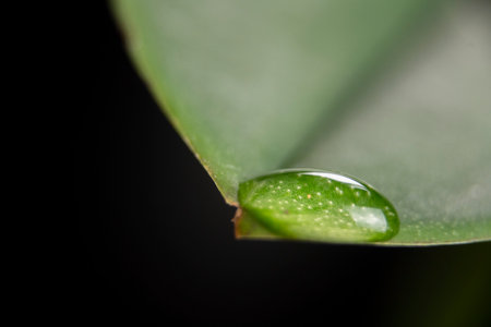 After the rain macro leaf with rain dropの写真素材