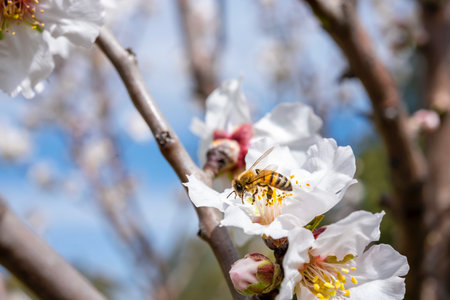 Bee collecting pollen from almond tree blossomの写真素材