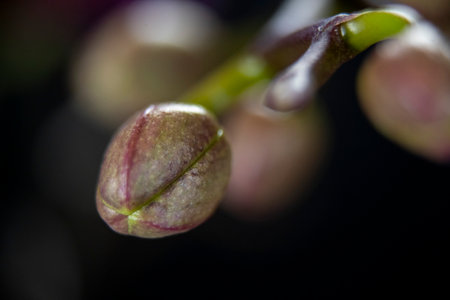 Plant twig with flower buds Macro shotの写真素材