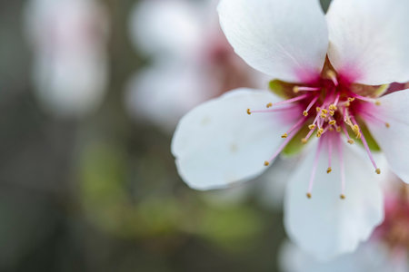 Close up of a branch of almond tree blossom flowers in natureの写真素材