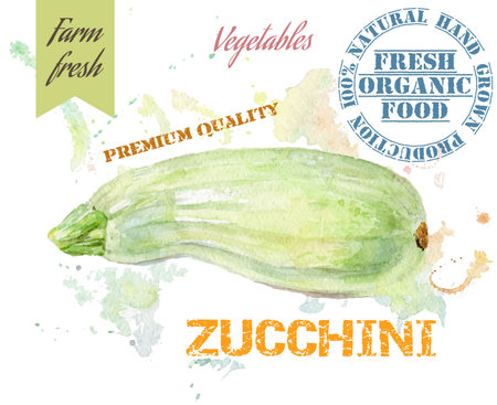 Hand painted watercolor illustration of zucchini with splashes on white background. Design for food, farmers production and vegetarian menu.のイラスト素材