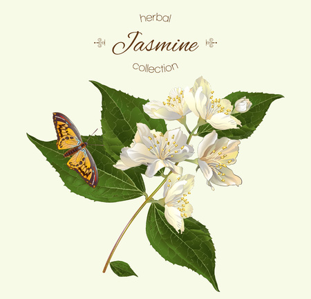 Vector realistic illustration of jasmine branch with butterfly. Isolated on light green background. Design for tea,essential oil, natural cosmetics, aromatherapy.Can be usedのイラスト素材