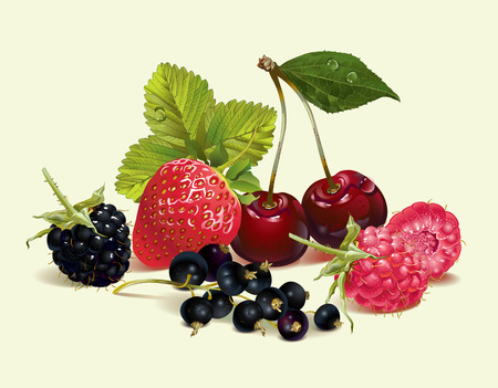 berry realistic illustration with raspberry, cherry, strawberry and black currant. Design for natural cosmetics, beauty store, vegetarian menu, organic health care products.のイラスト素材