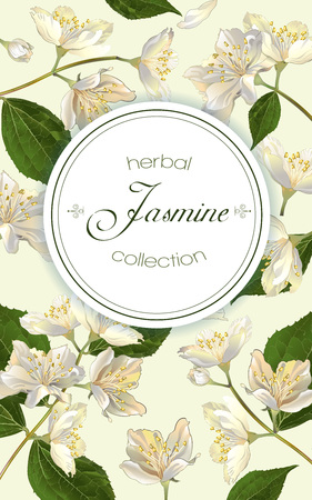 Vector jasmine flowers vertical banner. Design for tea, natural cosmetics, beauty store, organic health care products, perfume, essential oil, homeopathy, aromatherapy. With place for textのイラスト素材