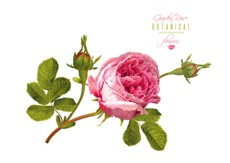Rose realistic illustrationのイラスト素材