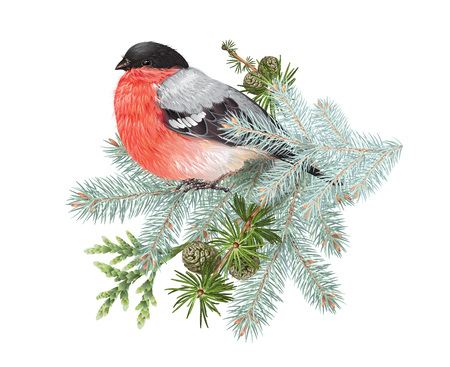 Bullfinch winter compositionのイラスト素材