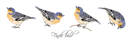 Finch bird illustrations setのイラスト素材