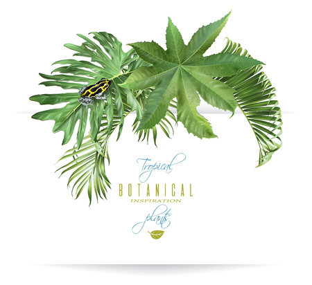 Vector tropical leaves composition with little frog on white background. Exotic botanical design for cosmetics, spa, perfume, health care products, aroma, wedding invitation. With place for textのイラスト素材