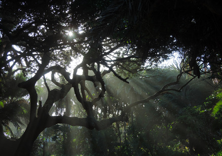 Sun rays exploding through old gnarled treesの写真素材