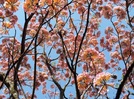 Explosion of pink and yellow flowers against a blue sky backdrop