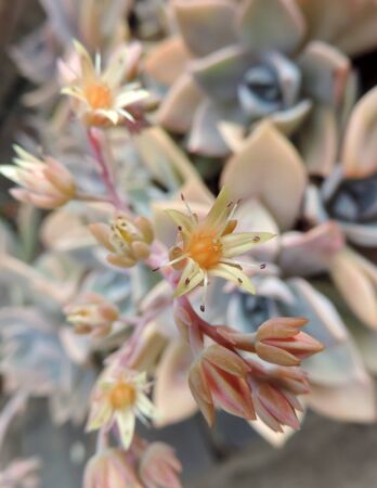 pretty yellow and white flowersの写真素材