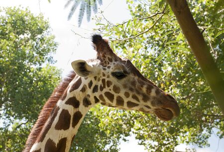 a tall giraffe eating leaves from a tree at the zooの写真素材