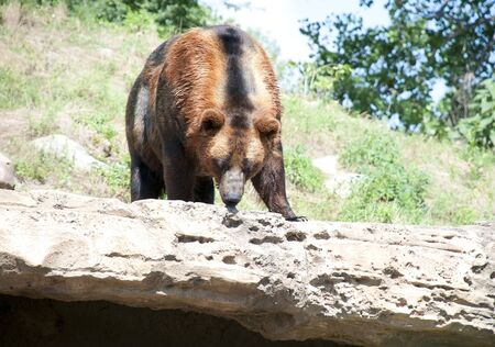 Large brown bear outside in a park or zooの写真素材