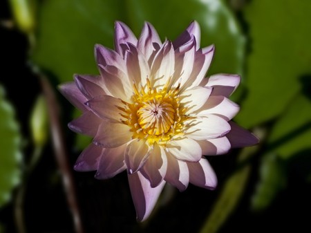 waterlili background abstract with a glowing look in the centerの写真素材
