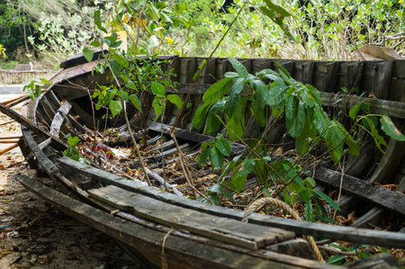 Old rotten fishing boat lying at the beach  Trees are already growing through the hull の写真素材