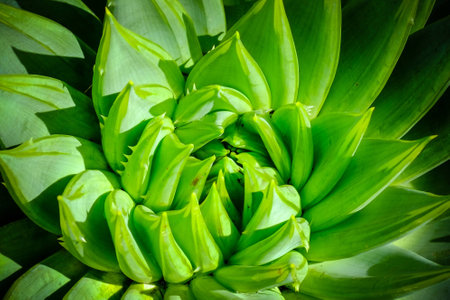 agave leaf pattern. closeupの写真素材