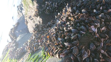 Shells on a rock at the beachの写真素材