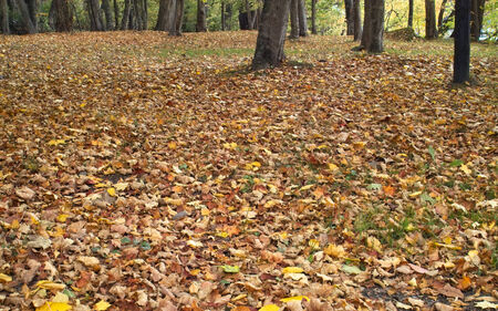 Autumn of Toya Lakeの写真素材