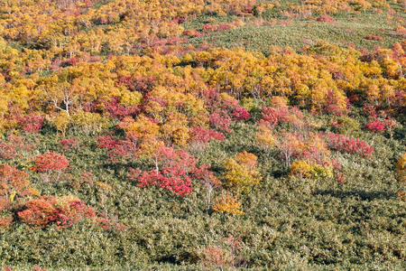 Colored birches in a moorの写真素材