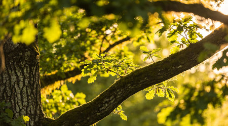 Serene digital composition evoking tranquil woodland harmony through masterful light diffusion and textured depth layering. Suited for eco-conscious branding, wellness apps, mindfulness retreats, sustainable product packaging, and nature-inspired therapy visuals appealing to environmental advocates and health professionals. Precise rendering delivers immersive versat... AI-generated illustration.の素材