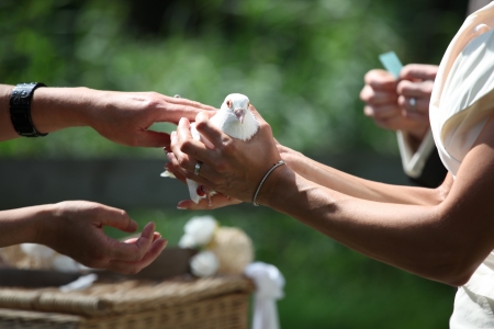 Wedding dove in hand of the bride, just before the flyの写真素材