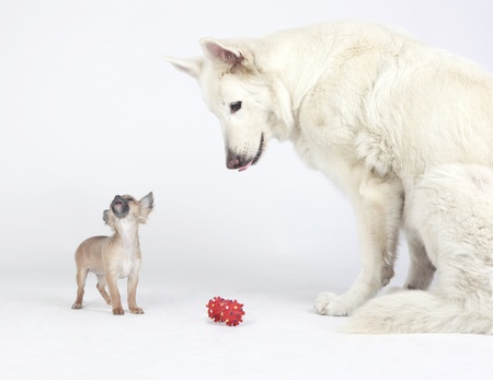 White German Shepherd and short hair Chihuahua playing peacefully together with a red toy の写真素材