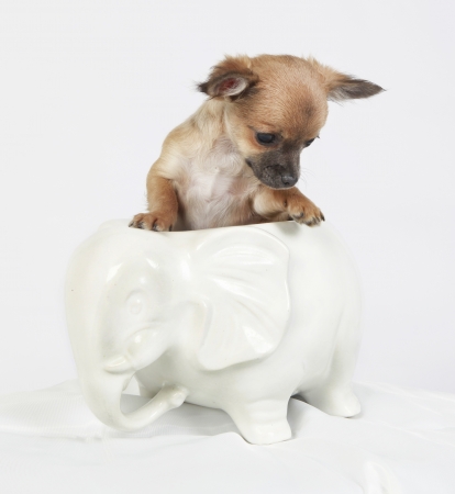 small long hair chihuahua hiding in a white vaseの写真素材