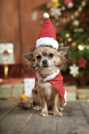a little chihuahua dog sitting in front of the Christmas tree. He is dressed as Santa Clausの写真素材