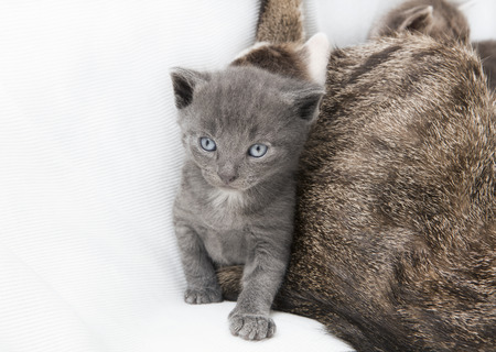 A heap of cat is cuddly babies on their motherの写真素材