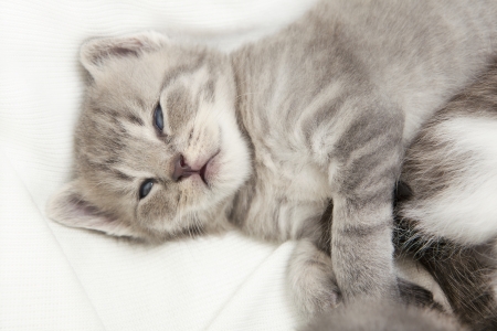 kitten cuddling, a heap of cat is cuddly babies on their motherの写真素材