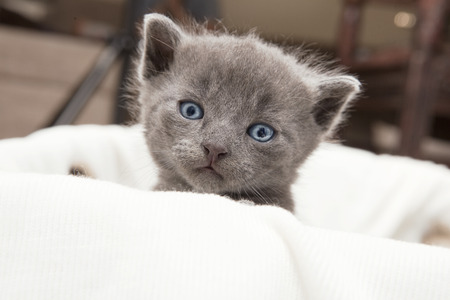 gray cat cub looking at the camera, from a  box with white ceilingの写真素材