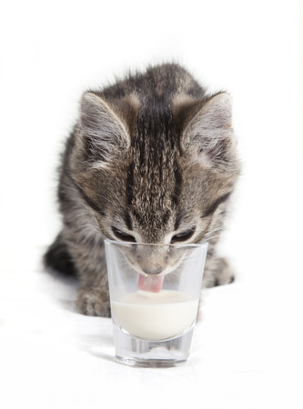 cat licking milk from glass, licking with the tongue over mouth, white background, isolatedの写真素材