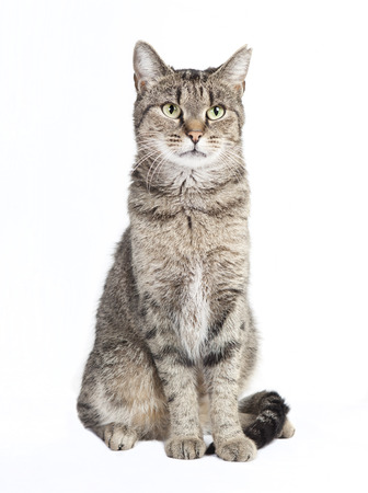 black and gray tabby cat looking at the camera, white background isolatedの写真素材