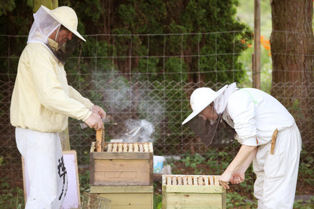two beekeepers at work at their hive