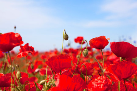 many red poppy flowers on a field with blue sky and sun
