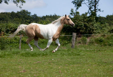 Horse with fine bridle Palomino paint galloping on meadowの写真素材