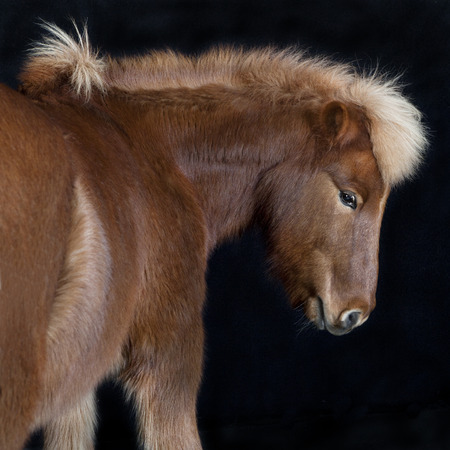 brown Iceland pony looking to the side against black backgroundの写真素材