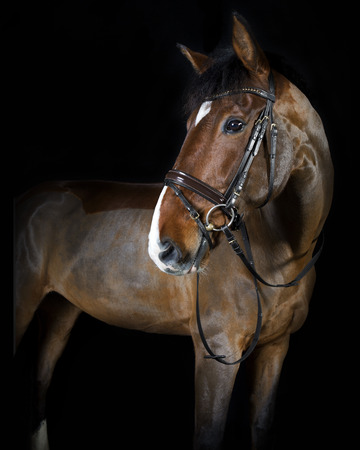German riding horse in studio portrait, black backgroundの写真素材