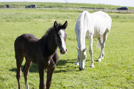 a white Holstein mare with young foal in a pastureの写真素材