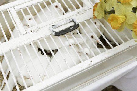many white wedding pigeons wait in a cage on the newlywedsの写真素材