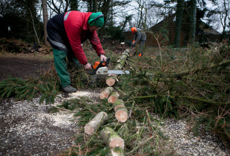 a spruce is processed at a forest with a chainsaw to firewood