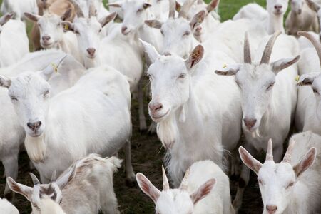 a flock of white goats standing on a pastureの写真素材
