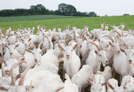a flock of white goats standing on a pastureの写真素材