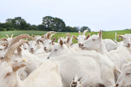 a flock of white goats standing on a pastureの写真素材