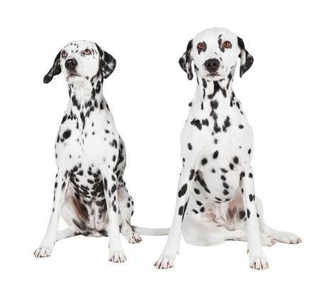 two seated dalmatian in front of a white backgroundの写真素材