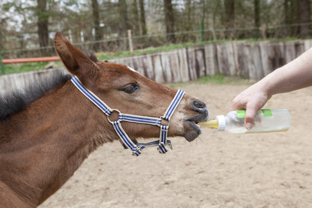 A young brown foal standing in a paddock and is bottle fedの写真素材