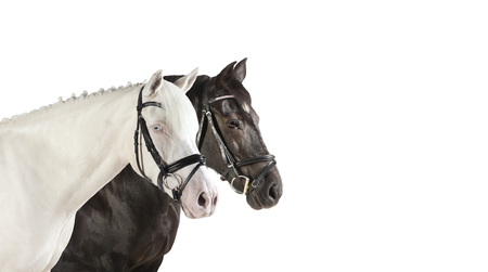 different horses as a collage on a white backgroundの写真素材