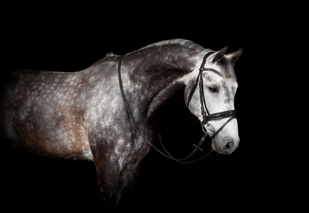 A white horse with bridle in studio against black backgroundの写真素材