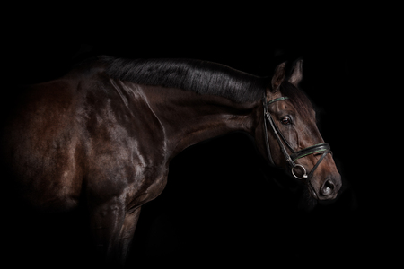 An elegant brown horse with bridle in studio against black backgroundの写真素材