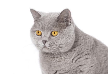 A gray british short-haired cat against white background, isolatedの写真素材
